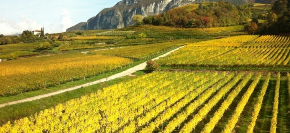 Enoturismo, anche la Strade del Vino e dei Sapori del Trentino dice sì a una nuova legge del settore