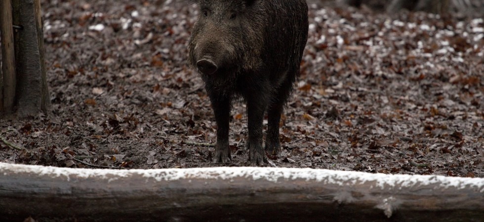 A Exporiva caccia pesca e ambiente si parla di cinghiale e delle diverse tecniche di gestione