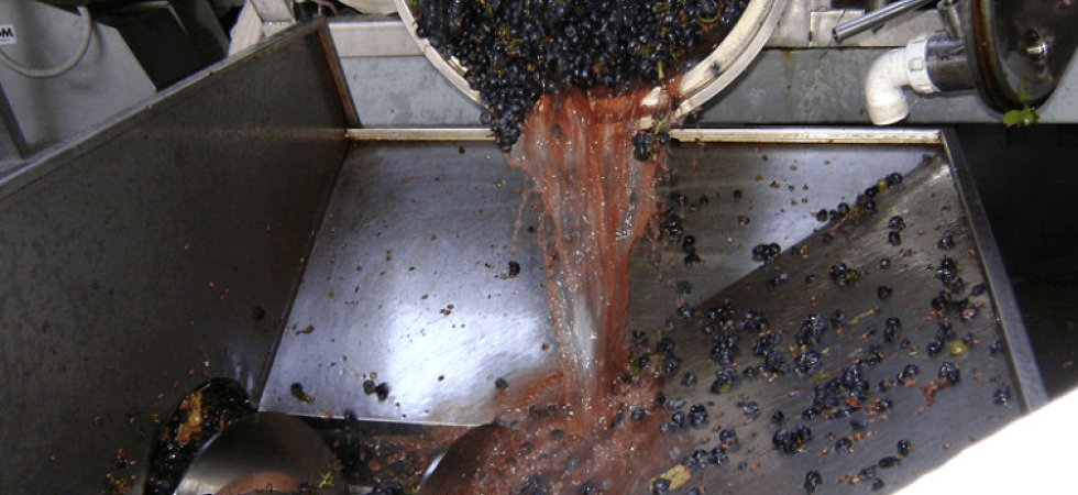 Vino, annata da record (+24% di produzione) con rischio speculazione