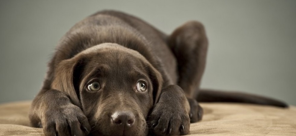 Botti di capodanno pericolosi per gli animali, l'allarme di Enpa che scrive ai sindaci trentini