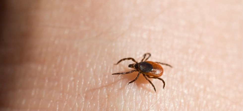 Attenzione alle zecche, malattie in aumento
