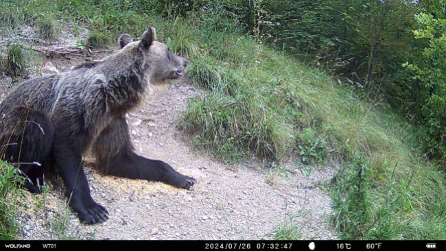 Orso bruno in piedi durante un incontro ravvicinato con orso a distanza sicura
