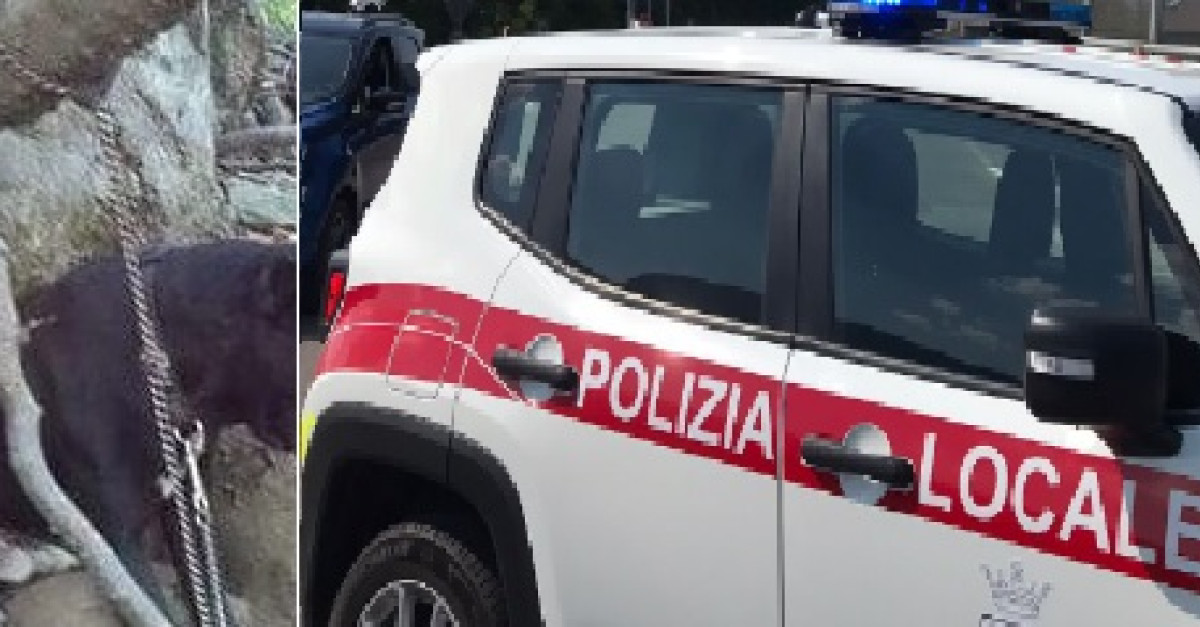 Abbandona il cane in mezzo al bosco legato ad una catena senza cibo ...