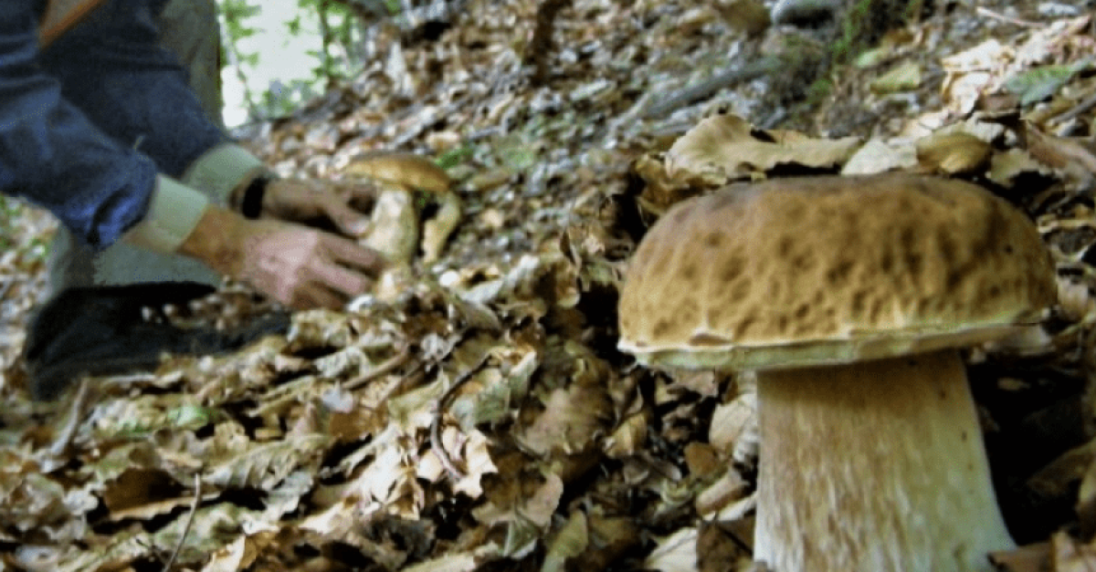 Va a funghi assieme alla sorella ma scivola nel bosco: roveretana ...