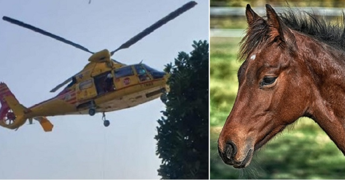 Cade da cavallo durante un'escursione, una 20enne trasportata in ...