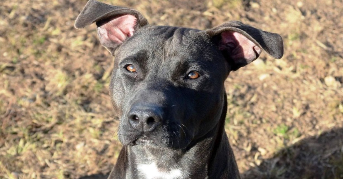 Trovato legato ad una catena, la storia di Simpy il cane molossoide ...