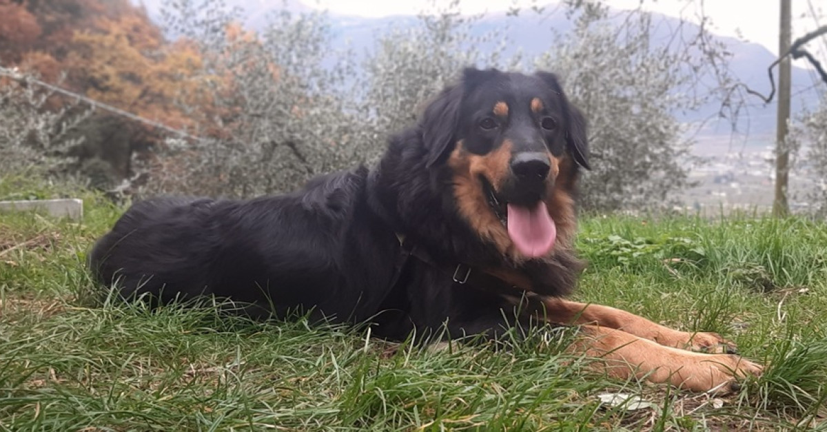 Newton, il cagnolone di 18 mesi scomparso da quasi 3 giorni, è stato ...