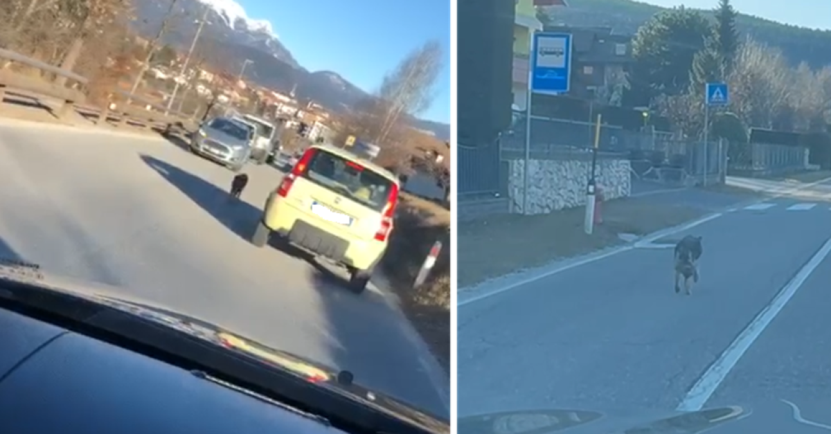 Un lupo corre in mezzo alla strada e tra le auto (VIDEO), l'esemplare è ...