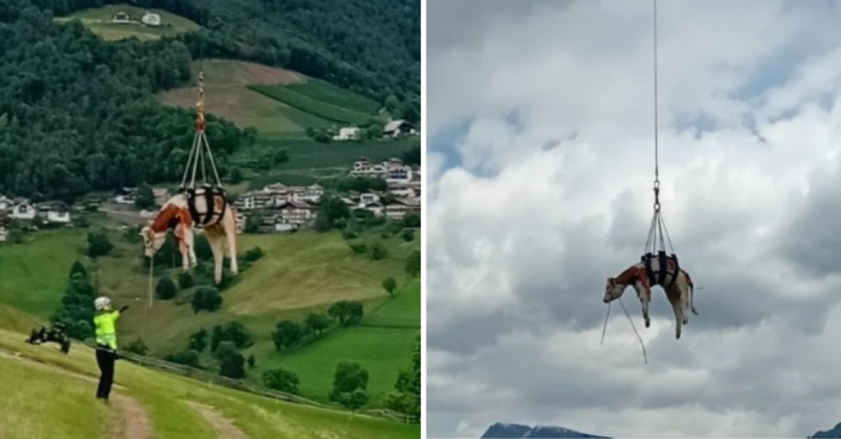 Vitello cade in una zona impervia (FOTO), portato in salvo dall ...