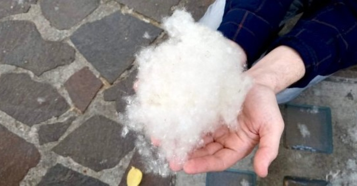 Una “nevicata” di primavera (VIDEO): ecco cosa sono quei batuffoli ...