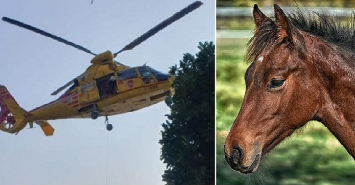 Cade da cavallo e sbatte violentemente a terra, momenti di paura per ...