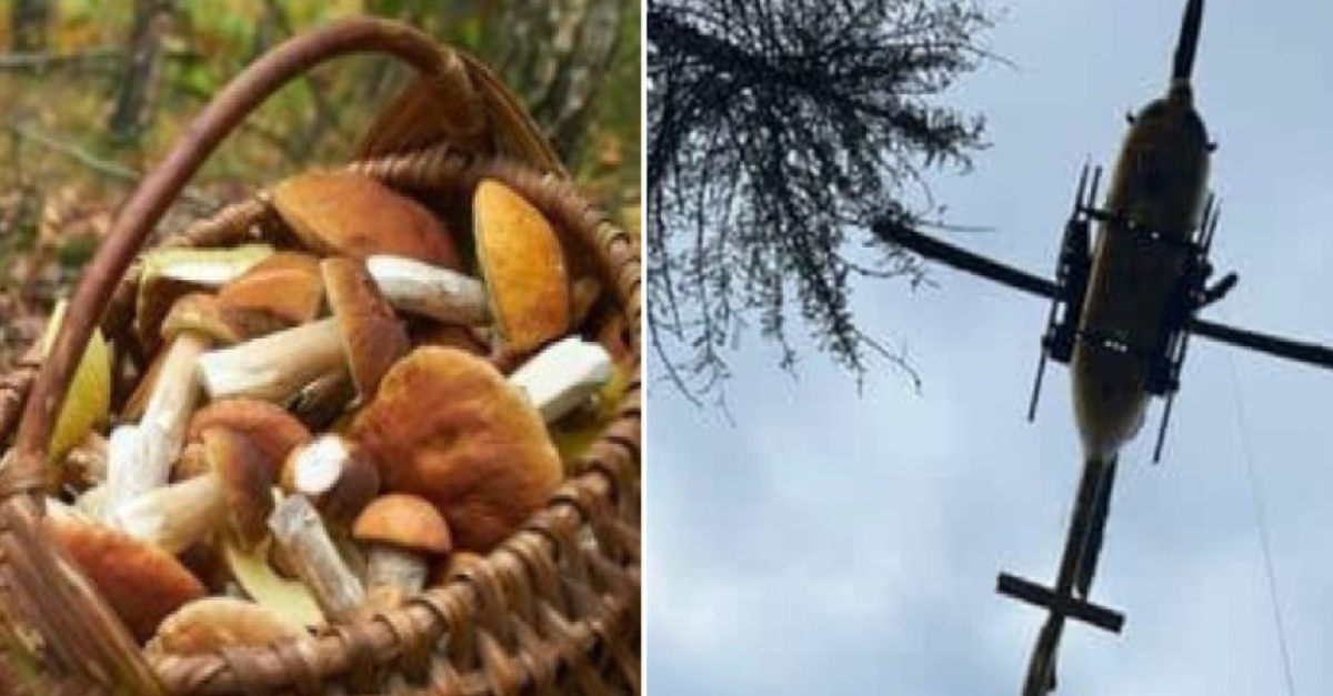 Dramma nel bosco, scivola mentre cerca funghi e precipita in una ...