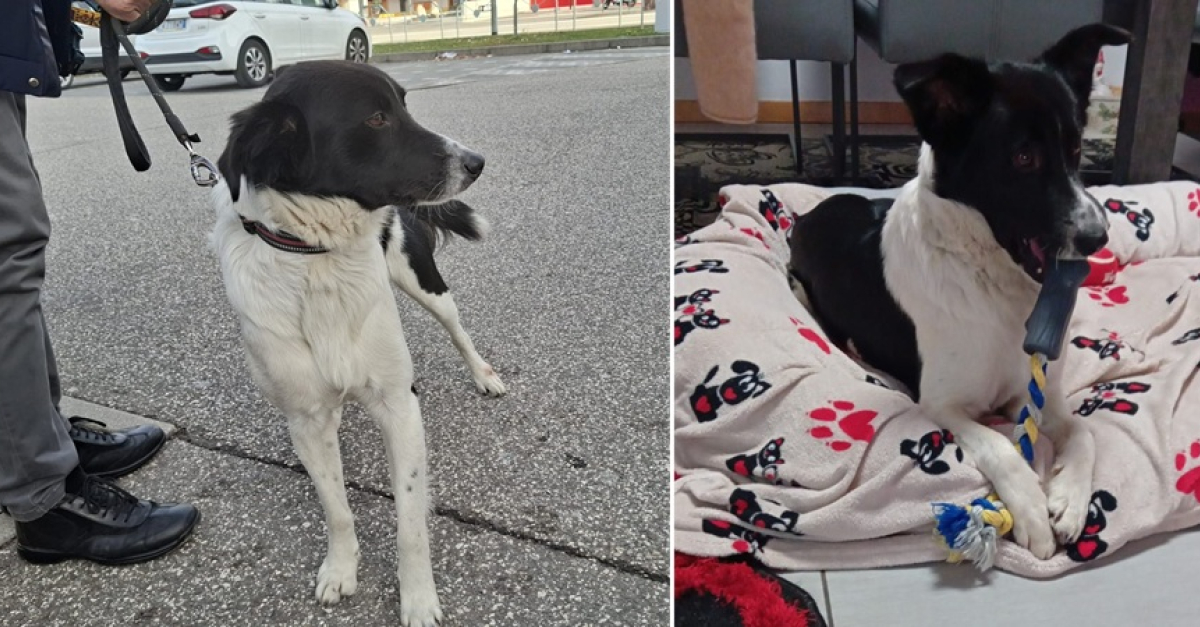 Dalla strada al calore di una nuova casa: Max, il cane salvato dalla ...