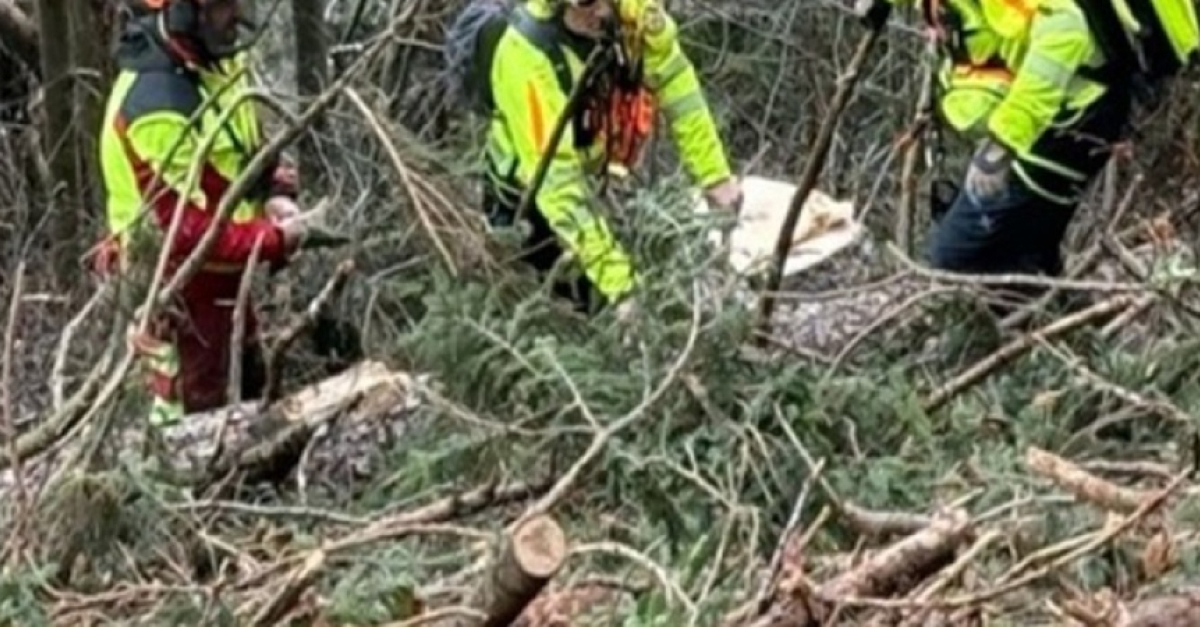 Tragedia nel bosco: un 71enne muore dopo essere stato travolto da un ...