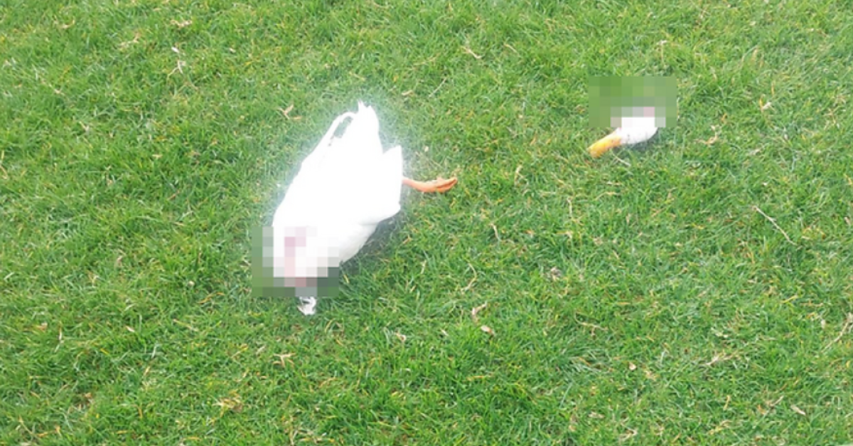 Un'anatra decapitata sulla spiaggia in riva al lago, il sindaco ...