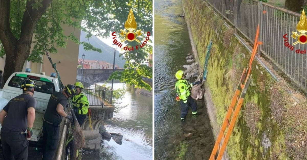 Un cervo morto sulla riva del fiume: l'animale era lì da alcuni giorni ...