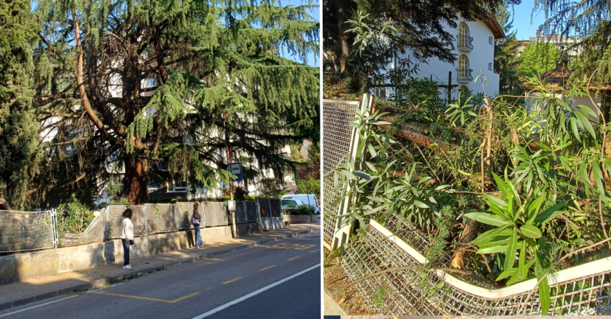 Tragedia sfiorata alla fermata: ramo cade da un albero e si abbatte su ...