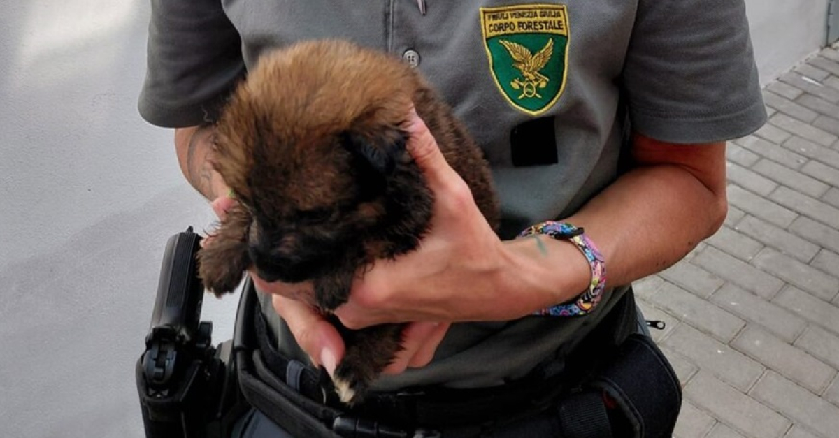 Cani in condizioni disperate trovati in un'abitazione, alcuni morti dopo essere stati sequestrati
