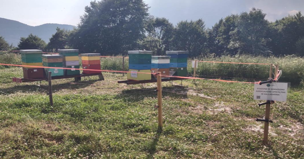 Apicoltori in Vallagarina lamentano furto di attrezzature per proteggere le api in montagna