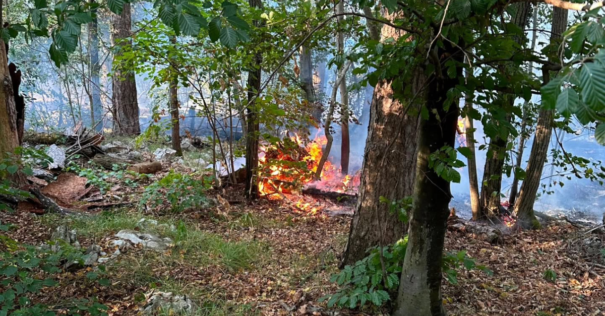 Vigili del fuoco in azione contro incendi boschivi in Friuli, fiamme a 300 metri dalle case