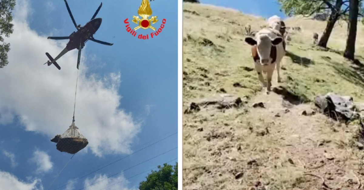 Allevatori scavano nel terreno per trovare acqua, pascoli secchi e vacche morte a causa della siccità estrema