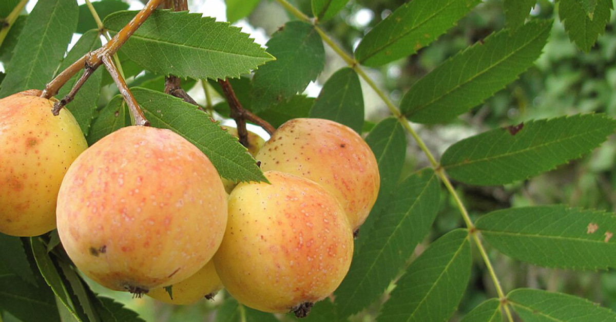 Albero Di Sorbo Domestico Garden Forest - Pianta Da Frutto Resistente E Longeva - Foto 5