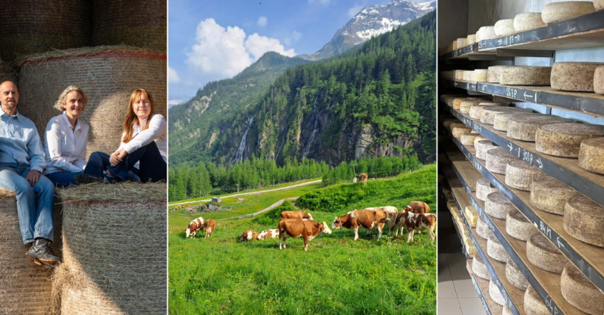 Cardoon-Based Coagulant: Agri-Business Case Study on Supply Elasticity - News Directory 3