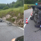 Gatto colpito da 15 pallini a Marostica: appello delle autorità — image 4