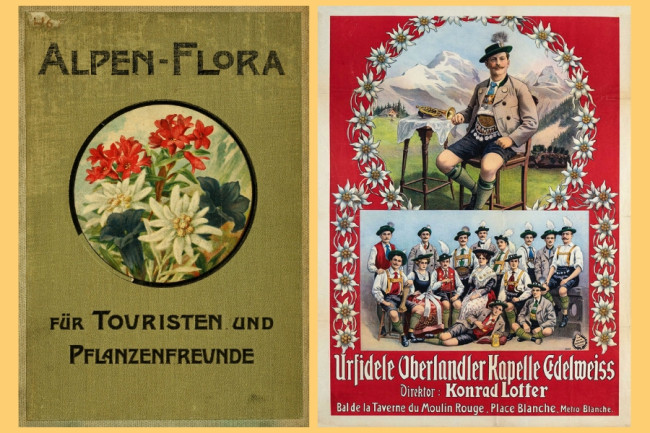 A sinistra, la copertina del libro "Alpen flora" del 1904; a destra, una locandina del primo '900