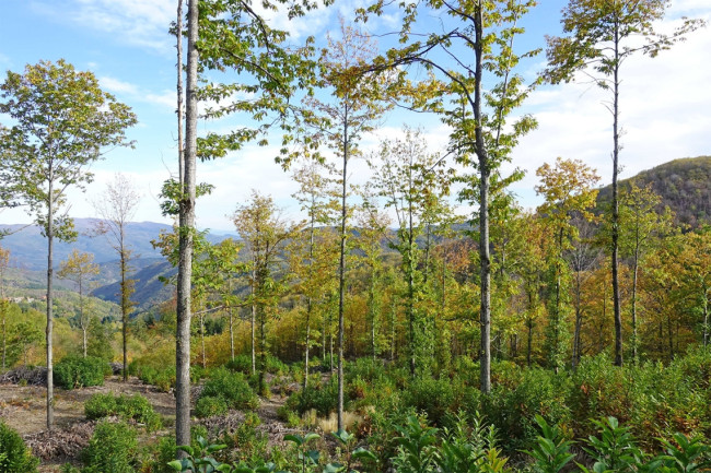 Un bosco ceduo di castagno appena utilizzato