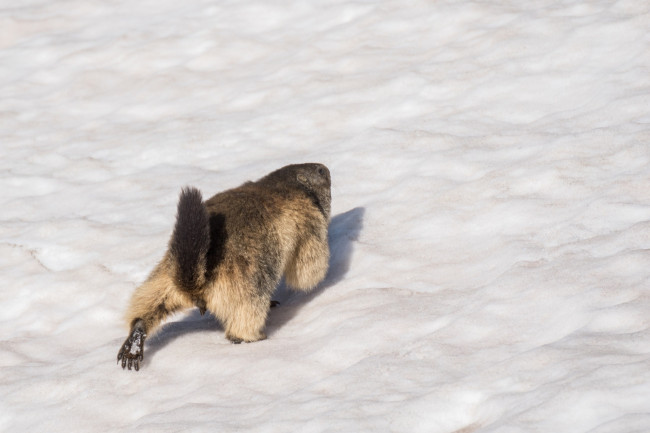 Foto di Roberta Paccagna condivisa dalla pagina Parco Nazionale dello Stelvio - Lombardia