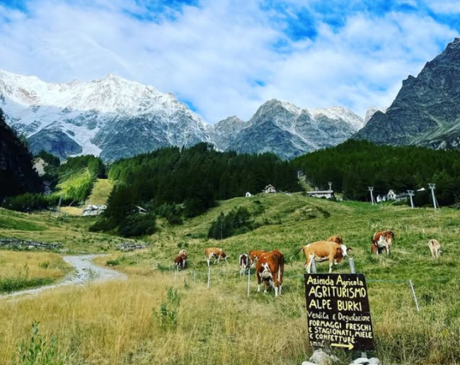 “C’era chi non comprava il formaggio a causa del caglio animee, così dal cardo ho estratto un coagulante.” Il casa dell’agri-azienda Burki e l’elasticità nell’offerta delle piccole imprese