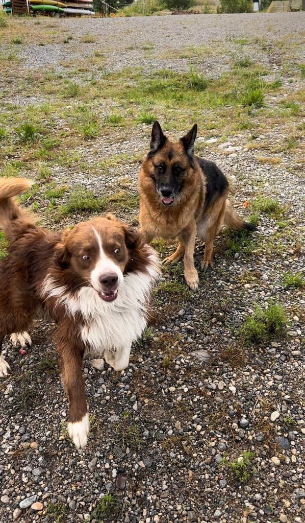 Carla muore e Bamboo rimane per ore ogni giorno sulla sua tomba (VIDEO ...