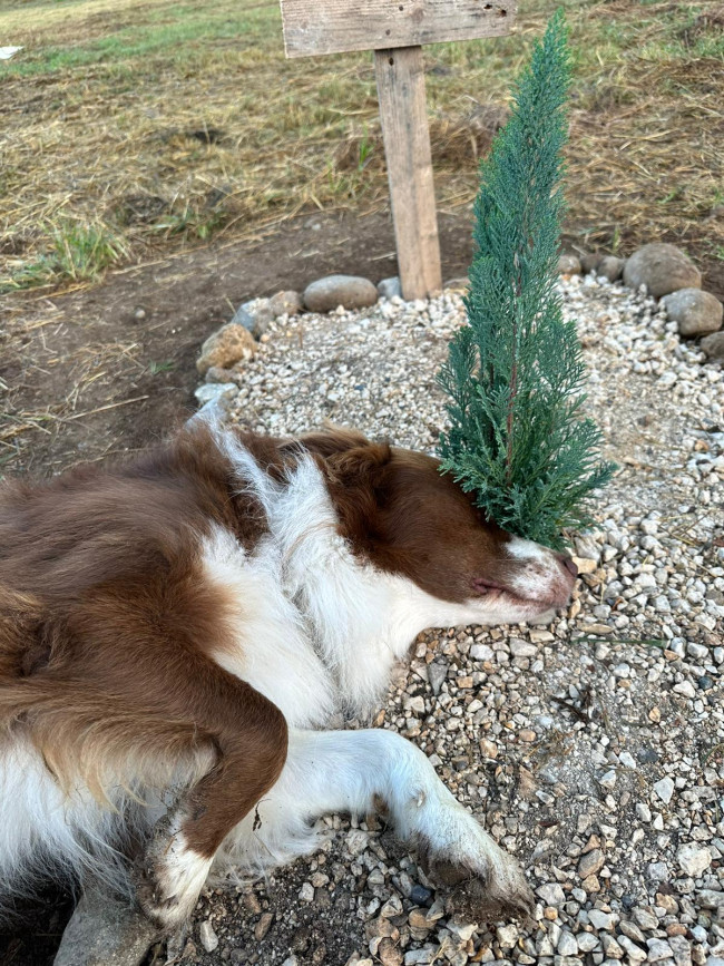Carla muore e Bamboo rimane per ore ogni giorno sulla sua tomba (VIDEO ...
