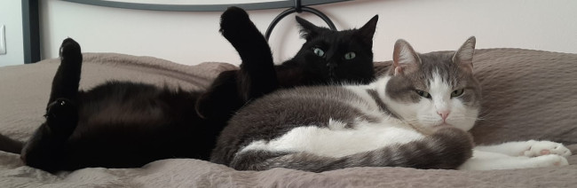 In foto due dei gatti del futuro 'Cat Café' trentino